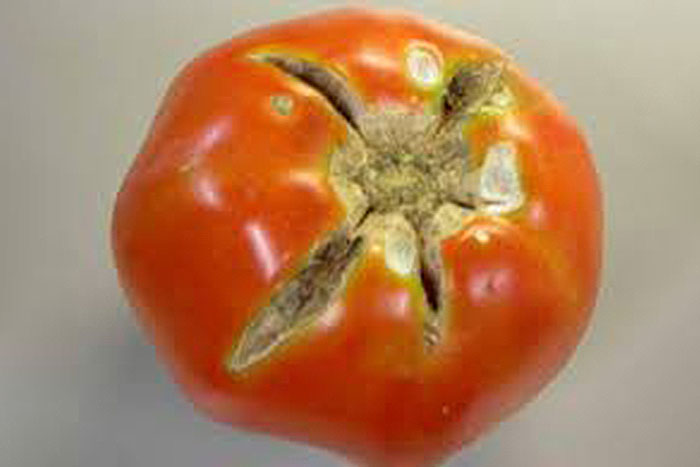 red tomato with cracking on top
