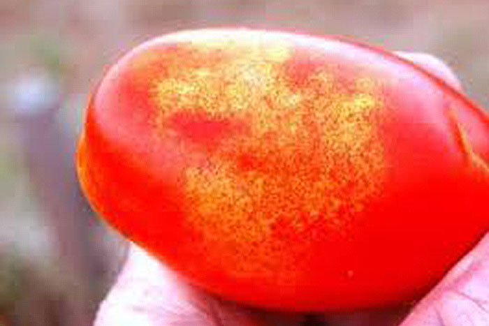 red tomato with yellow specks
