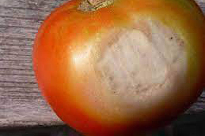 red tomato with white spot