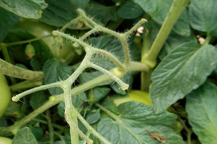 tomato vine with no fruit