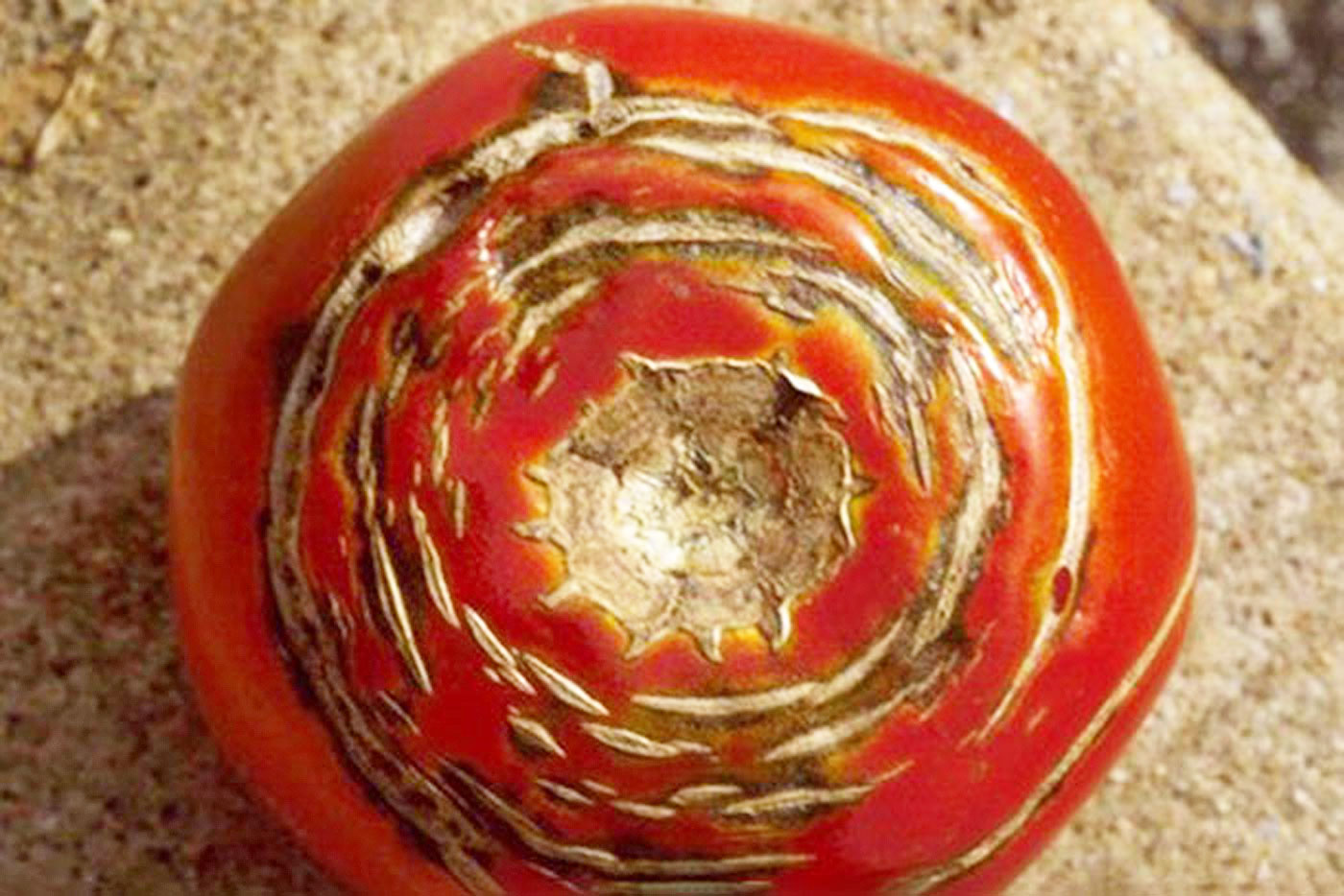 top view of tomato with spiral cracking wounds