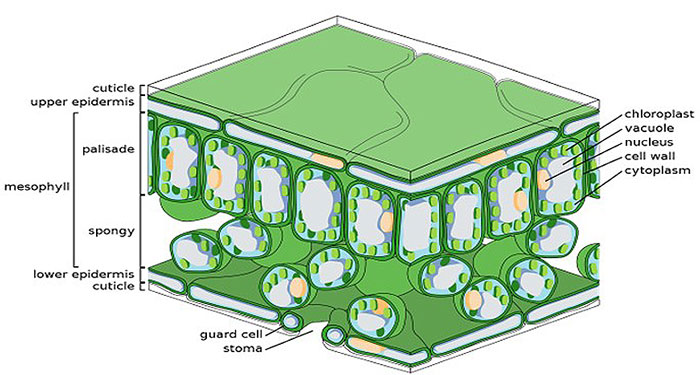 Three-dimensional view of leaf showing open stoma