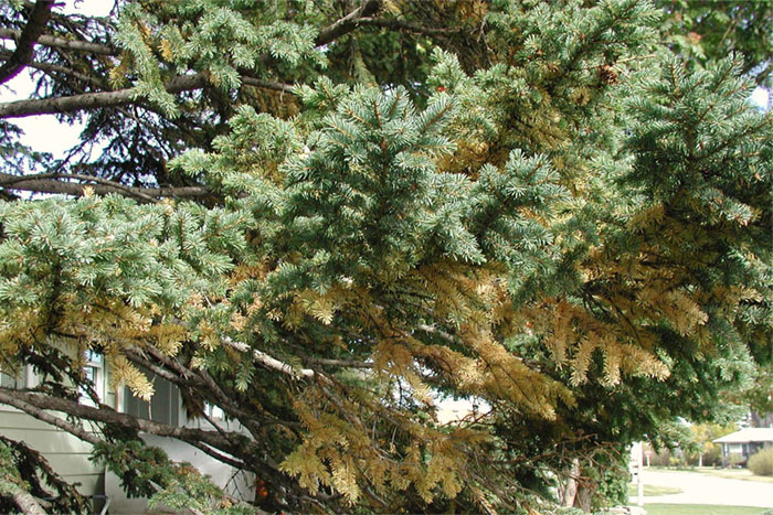 pine tree with yellowing needles