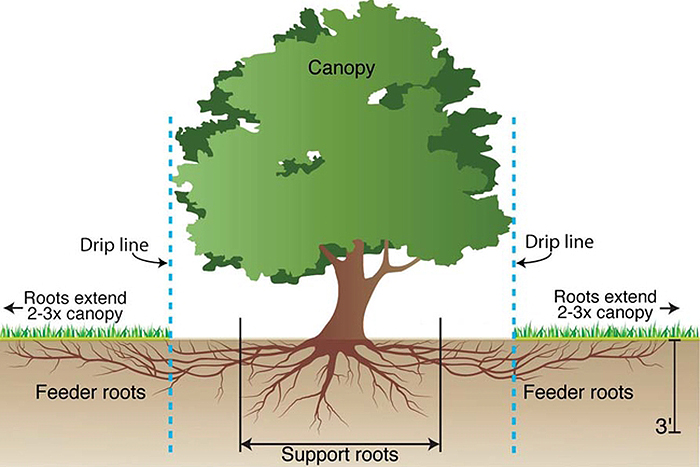 Illustration of the location of feeder roots on a tree
