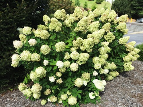 Of Mopheads and Lace-Caps: The Colorful World of Hydrangeas - Those ...