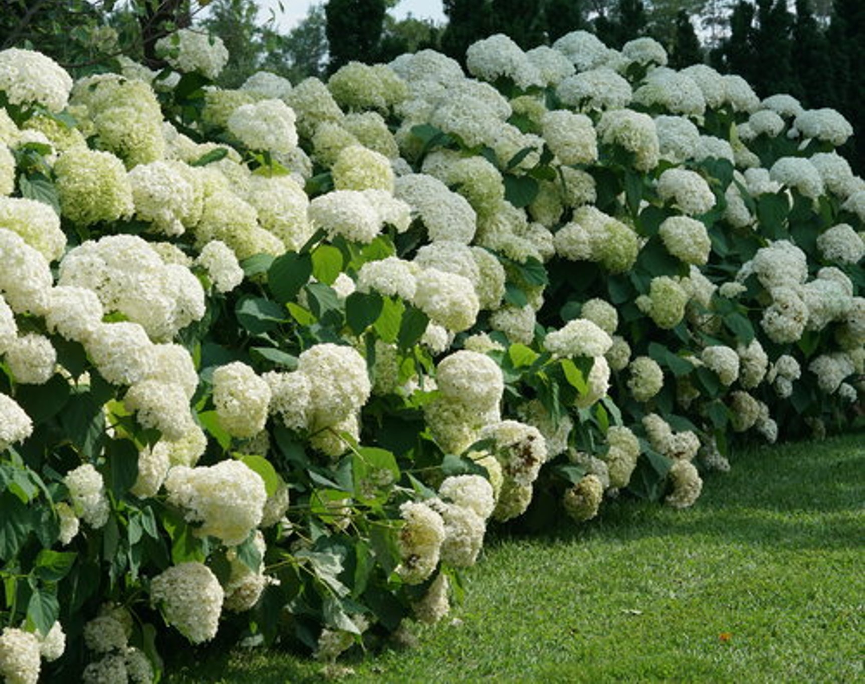 white flowers