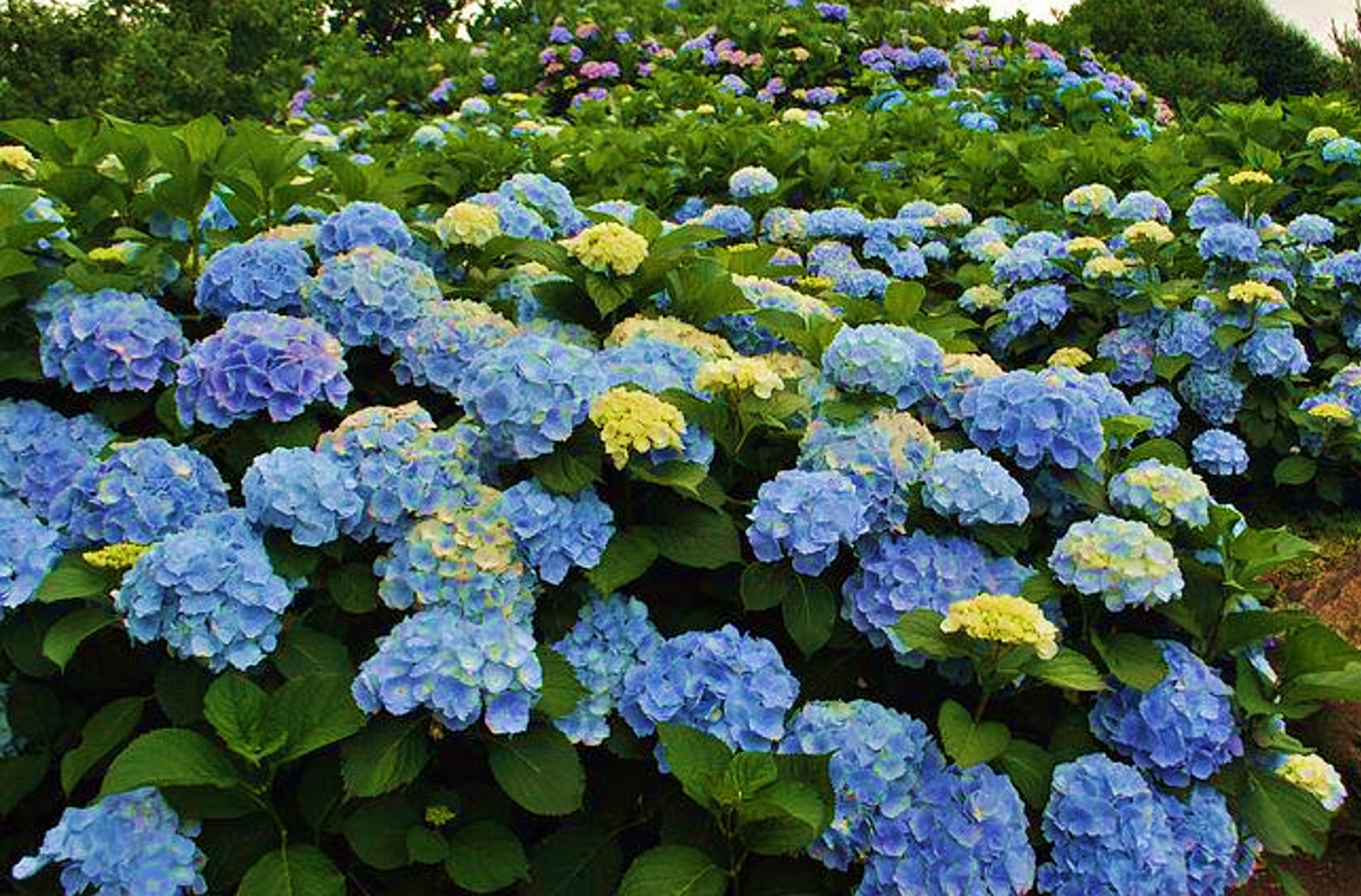 blue flowers