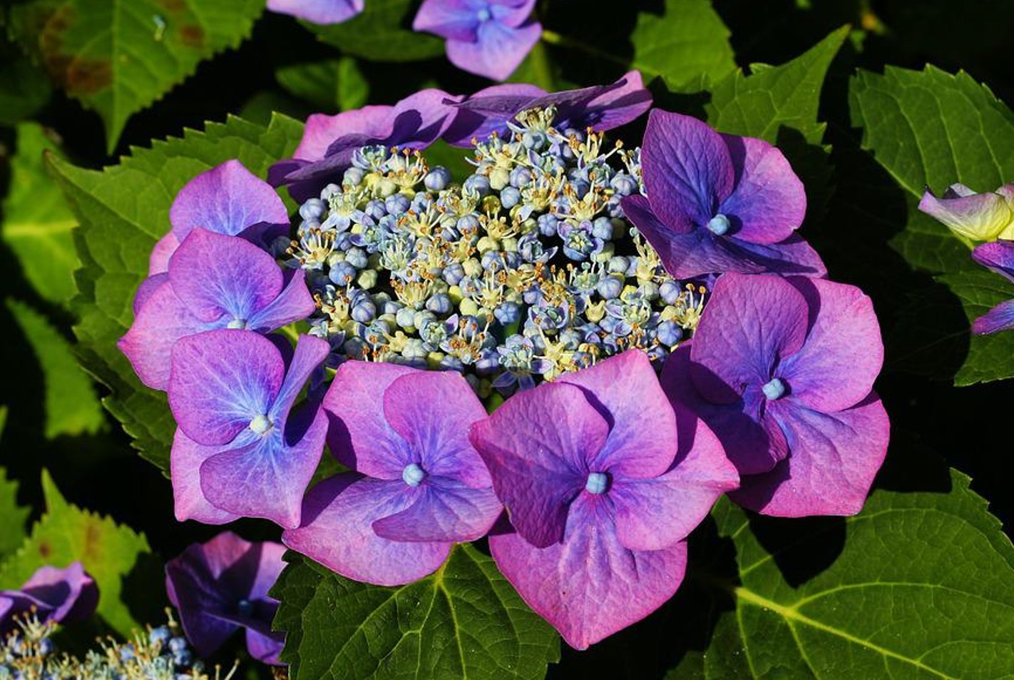 purple flowers