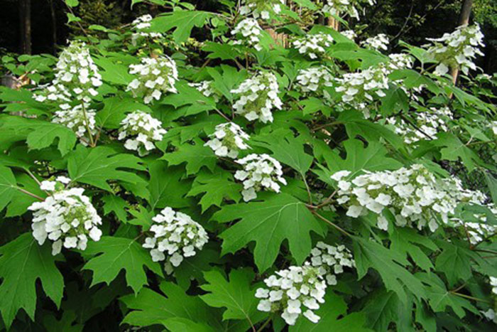 white flowers