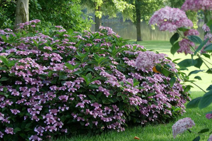 purple flowers