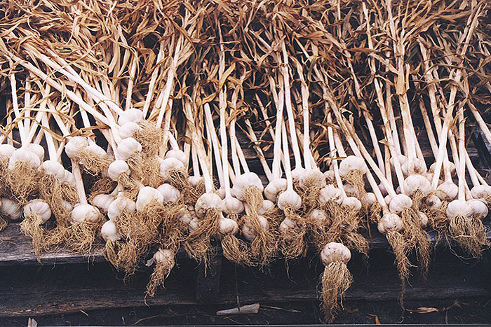 garlic curing on table