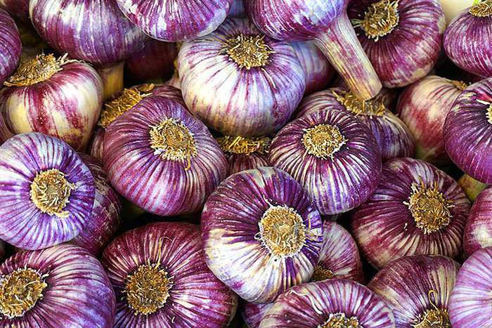 bulbs of purple garlic