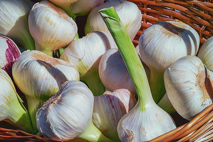 bulbs of freshly picked garlic