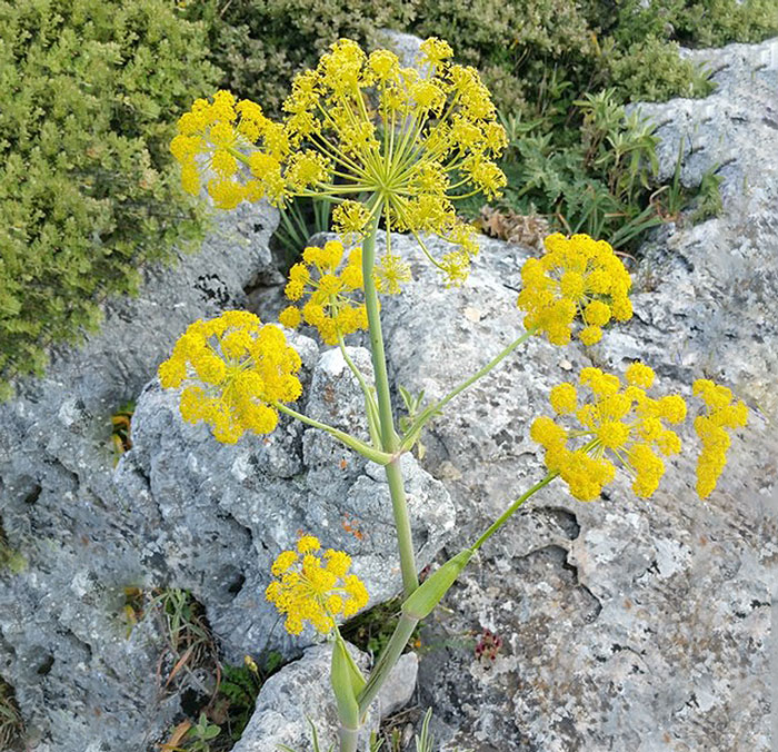 yellow flowering plant