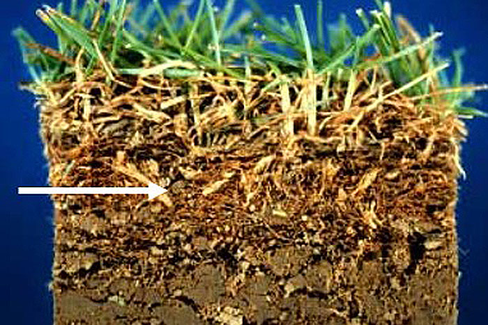 side view of soil profile with white arrow pointing to middle layer