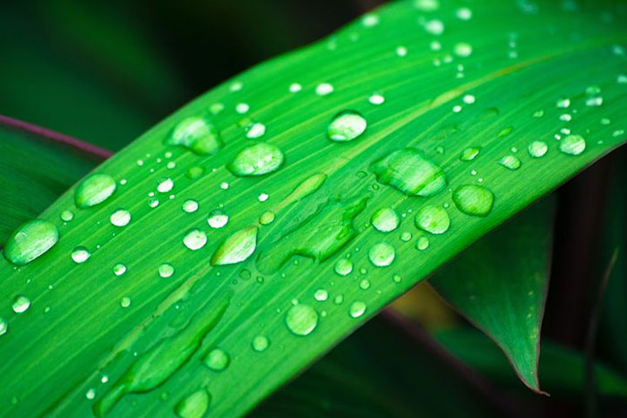 leaves with water droplets