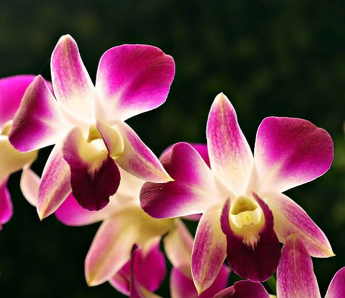 pink and beige flower