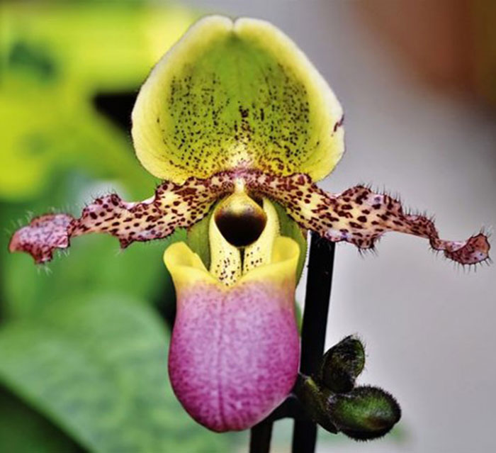 purple and yellow with dark dots flower