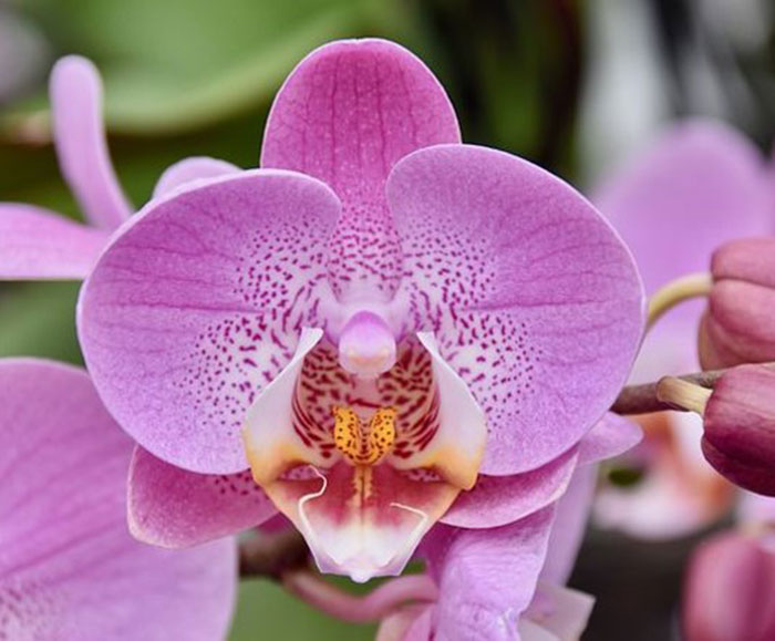 purple and pink flower