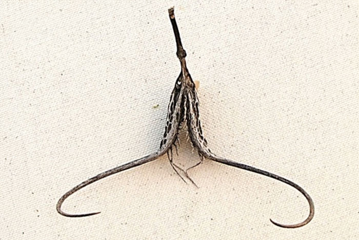 dried woody fruit resembling a claw