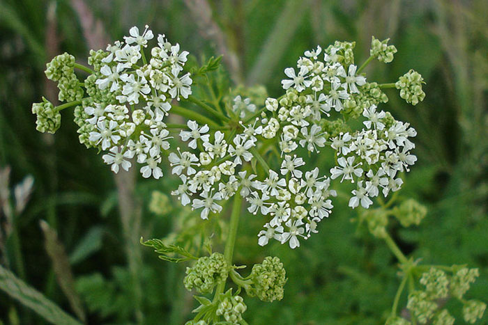 white flowers