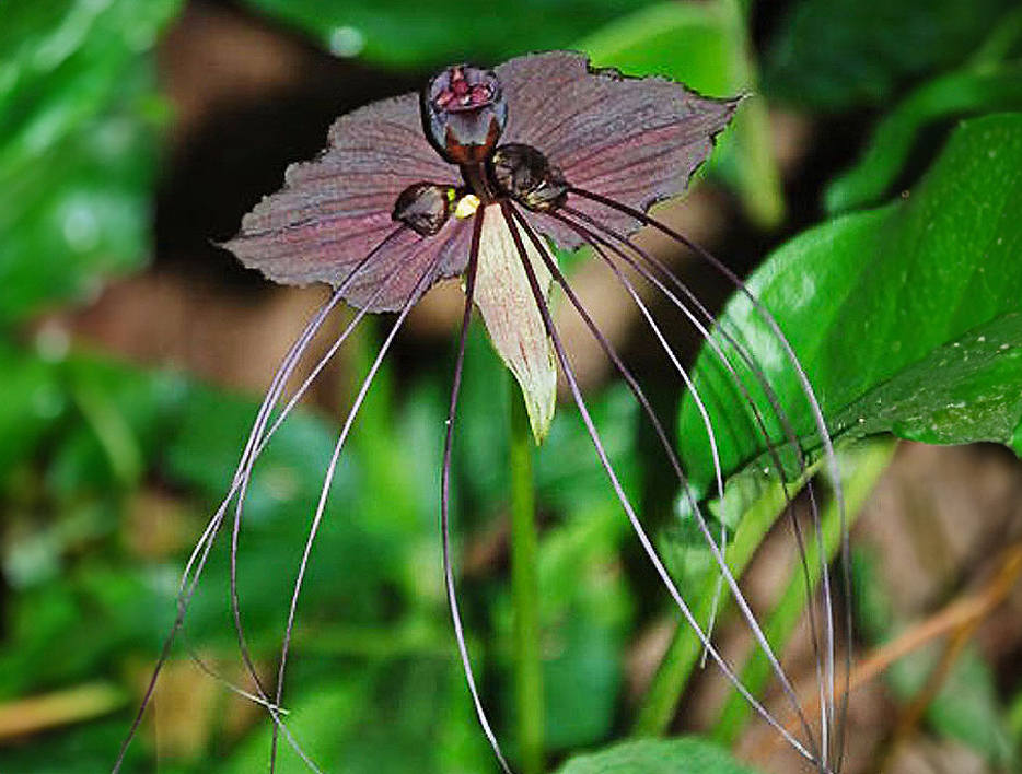 dark purple flower with skinny drooping petals