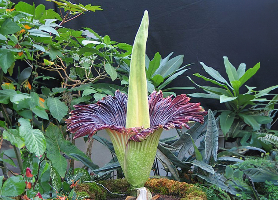 purple flower with large green center protruding twice the size of the flower