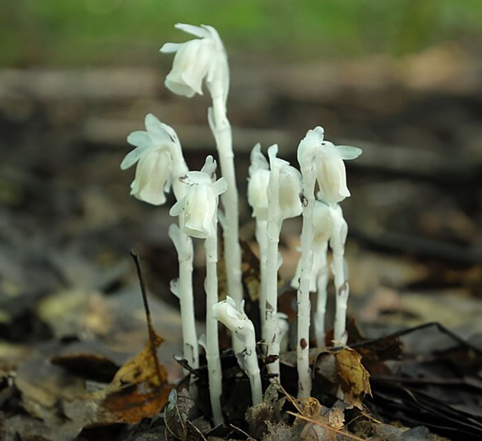 white plants resembling ghosts