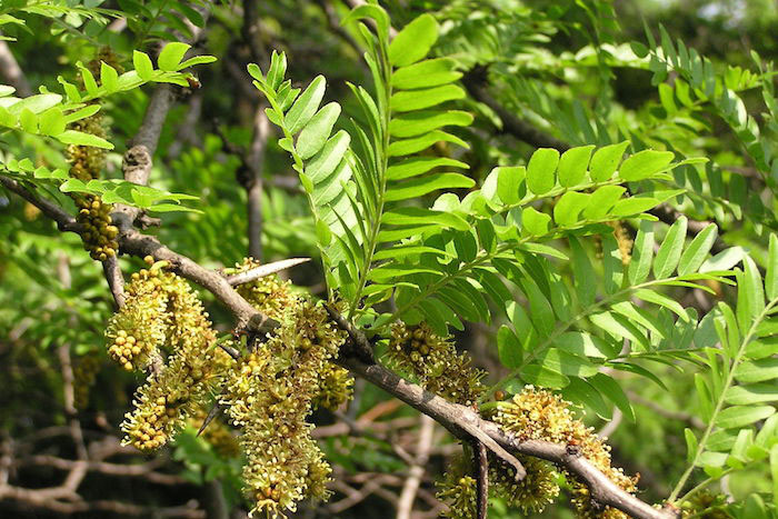 tree branch with oblong leaves with moss 