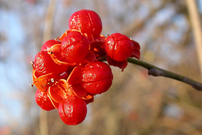 shriveled red berries