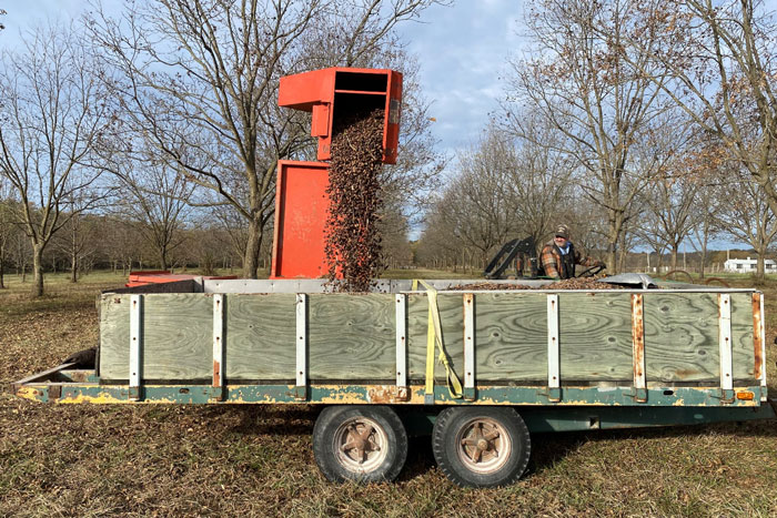 tall orange machine spewing out pecans into a trailer with wood sides