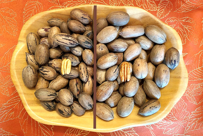 ceramic bowl containing 2 differnt nuts separated by a wooden divider