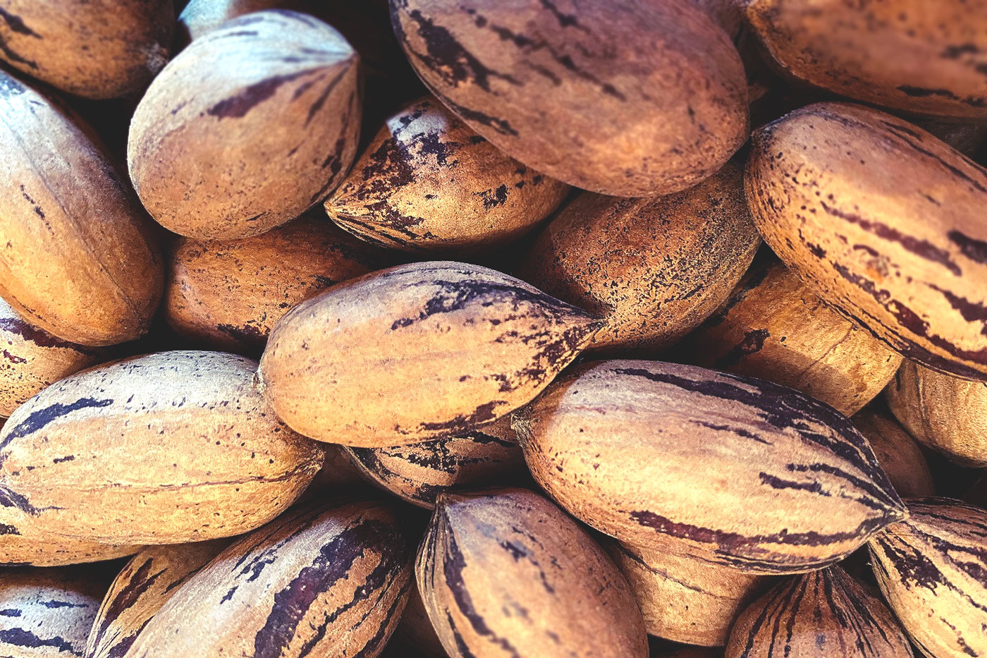 pile of unshelled pecans