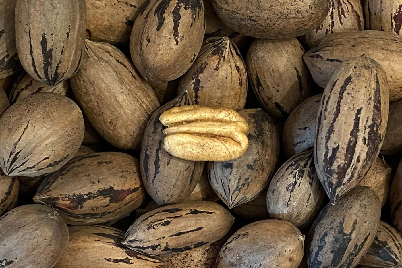 brown uncracked nuts with tan nut flesh on top