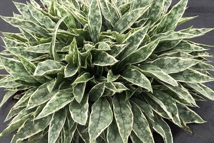 green and yellow leaves with white spots