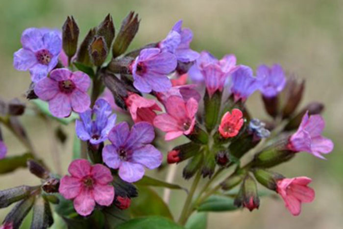 purple and pink flowers