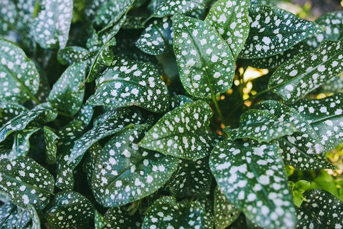 dark green leaves with white spots