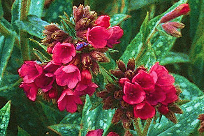 raspberry red flowers