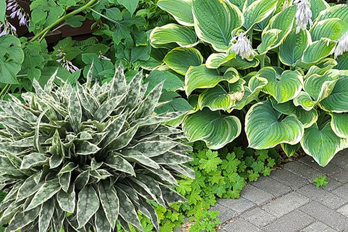 green leaved plants in garden