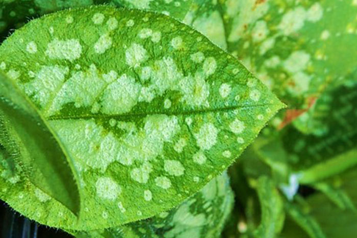 green leaf with white spots