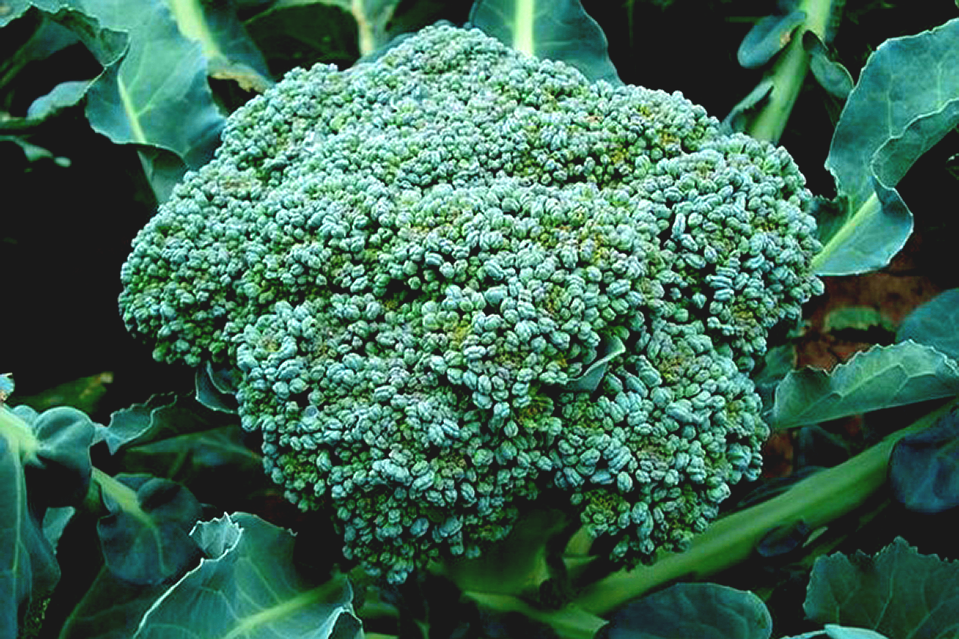 head of broccoli with attached greens