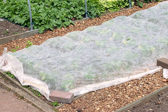 plants in raised bed with plastic covering