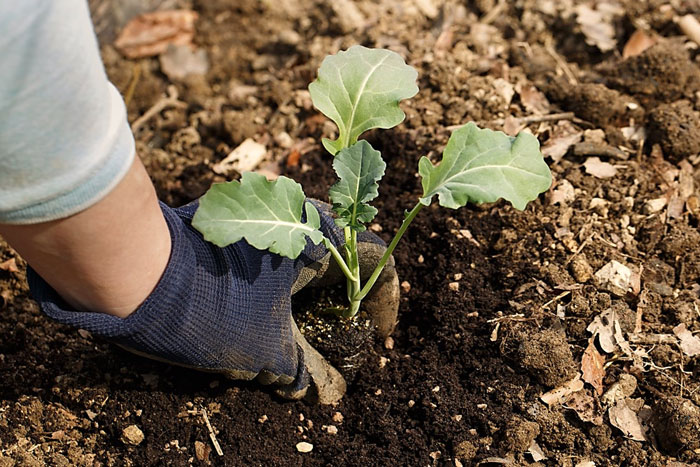 immature broccoli plant being placed in soil