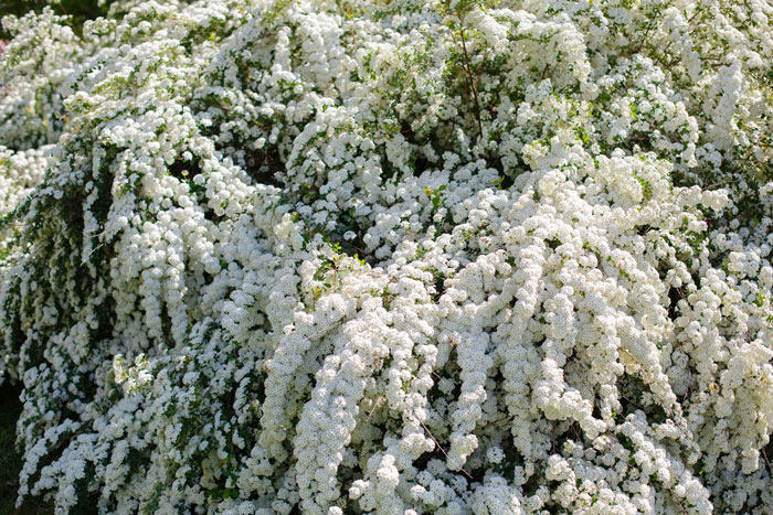 bush with white flowers