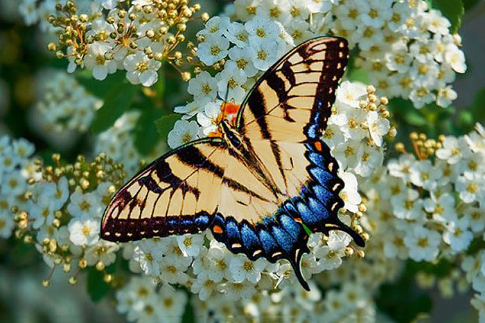 butterfly on bush with pale white flowers