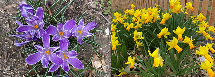 purple flowers on left, yellow flowers on right