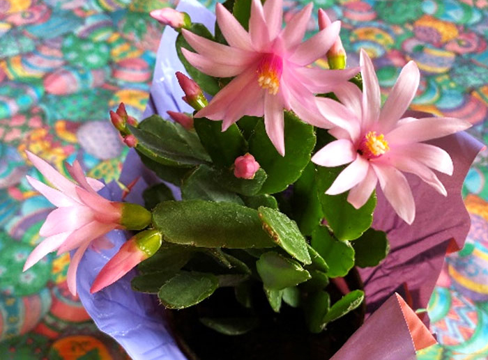 arrangement of pink flowers