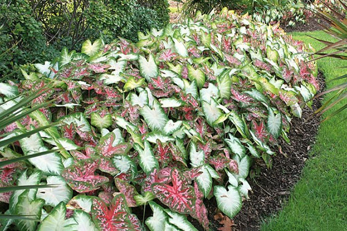 pink and white leaves with green borders on a bush