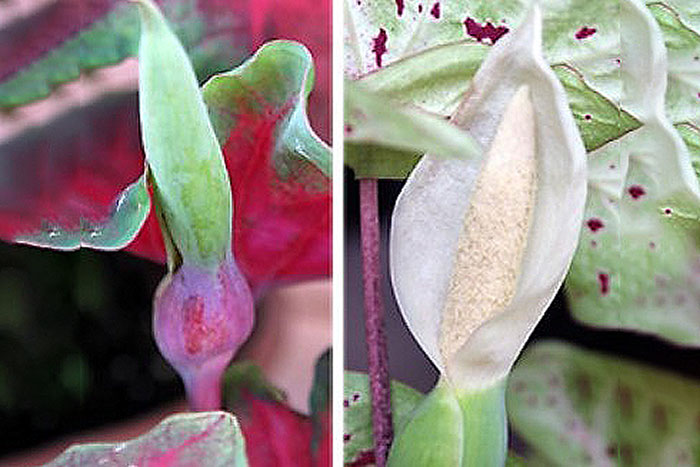 pink and green flower on left. white flower on right