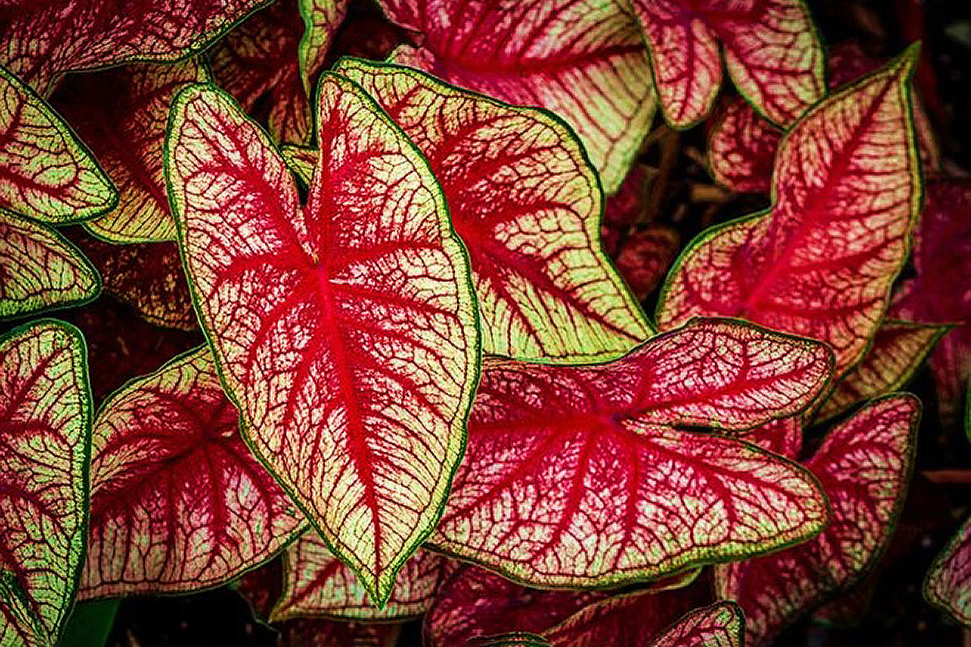 pink and yellow-green leaves